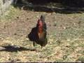 Chickens of Fire