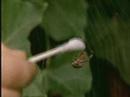 Spiders On Drugs