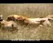 Lion Killed to Zebra, Buffalo and Attack Hyena Safari Videos