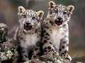 The Snow Leopard